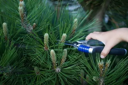 Bomen klein houden: tips voor compacte groei