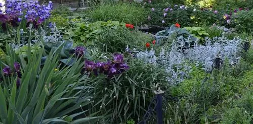 Designing a perennial bed: suggestions for white & blue flowers