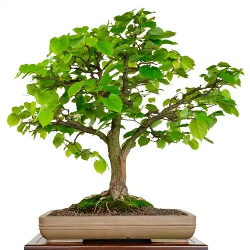 bonsai-od-lokalnog-stabla