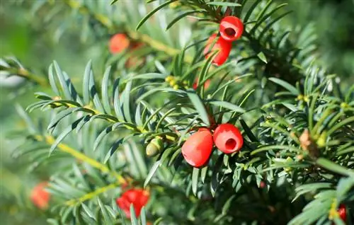 taxus profiel