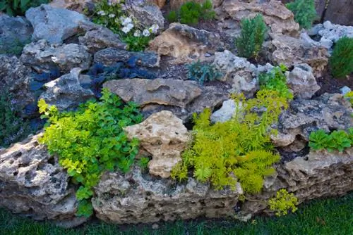 Diseñar un lecho de piedra: ¿Qué plantas son mejores?