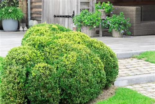 trees for rock gardens