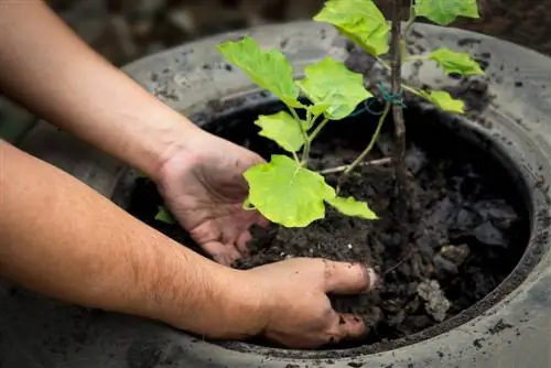 Trær om våren: tips for planting, stell og beskjæring