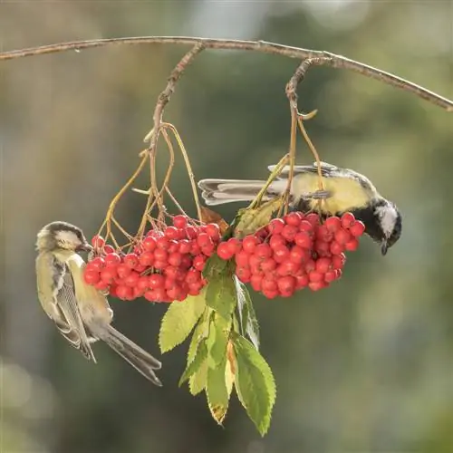 Jardín apto para las aves: ¿Qué árboles son ideales para las aves?