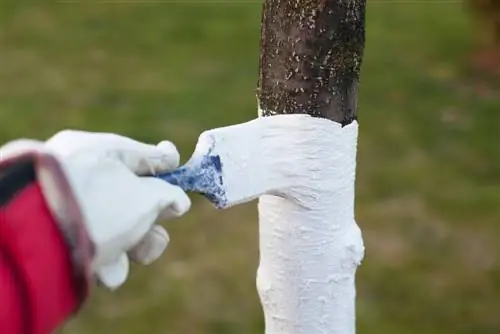 Proteggere gli alberi dal gelo