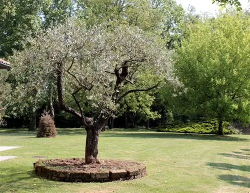 Garden design with trees: tips for selection & placement