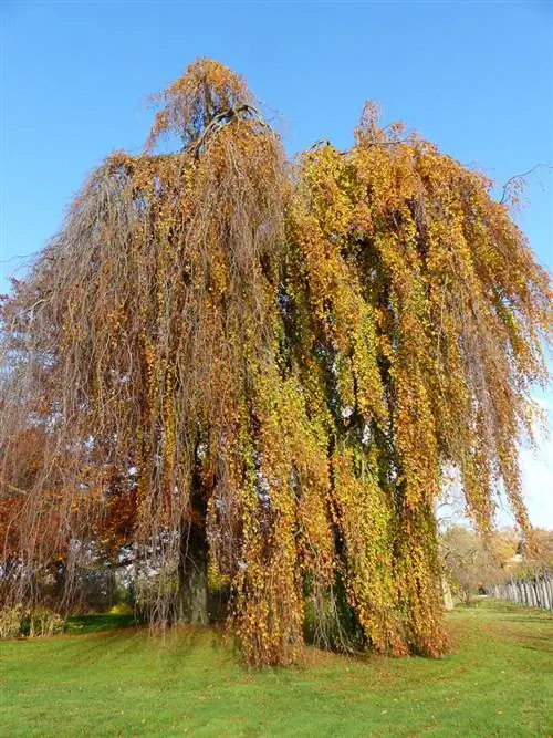 árvores penduradas