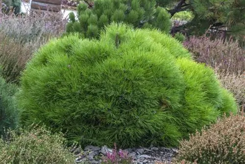 árbol de bolas de hoja perenne