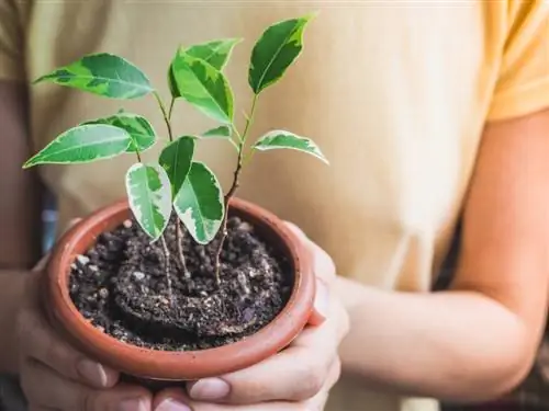 Cultivo de árboles: métodos de cultivo para tu propio jardín