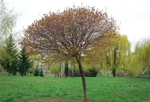 Arbres à boules pour petits jardins