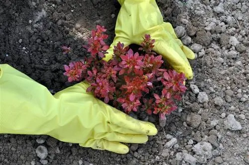 barberry fertilizer