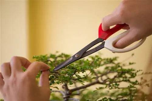 merawat pohon bonsai