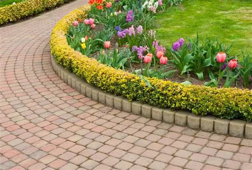 Bed edging with boxwood: design ideas & tips