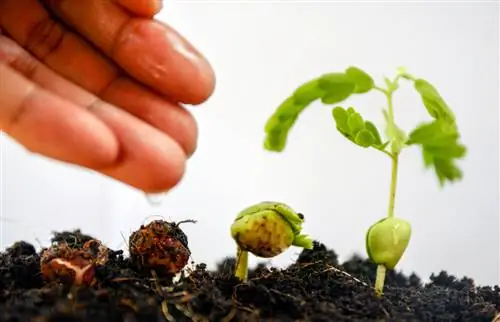 Bomen kweken: eenvoudig succesvol kweken uit zaden