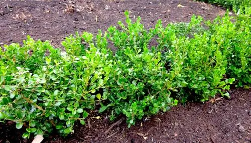 Hedge as a bed border: plant selection and care