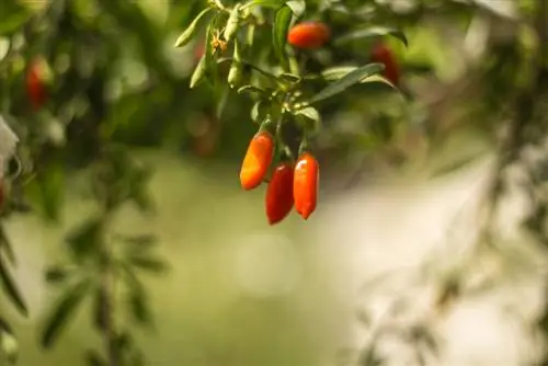 fertilizante de bayas de goji