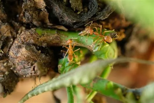 Bomen beschermen tegen mieren