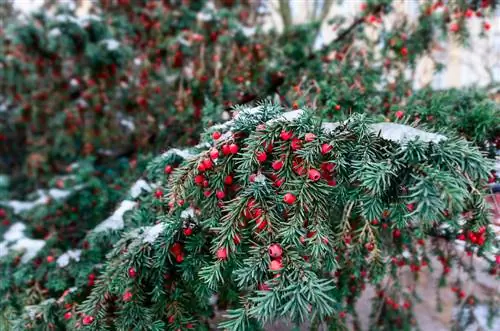 Evergreen trees for the garden: The best types & varieties