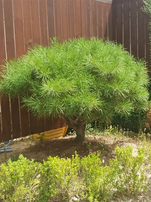 Pokok kecil: Spesies cantik untuk ruang yang kecil