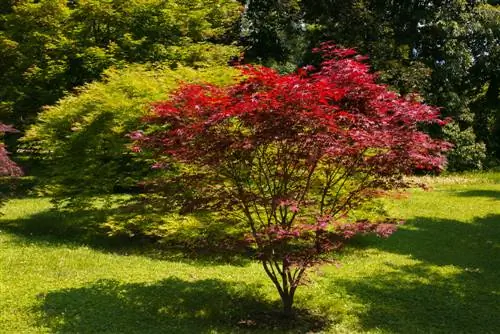 Pokok dengan daya tarikan jangka panjang: Temui varieti yang tumbuh perlahan