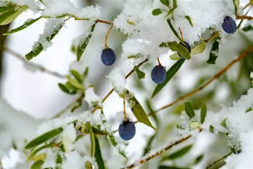 Winterhard & Mediterraan: Geschikte bomen voor uw tuin