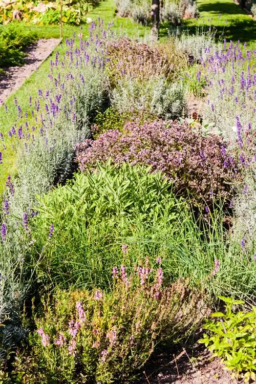 Herbes pour bordure de lit