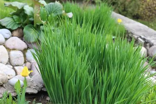 Plantas de sombra para jardines de rocas: ¿Qué tipos son adecuados?