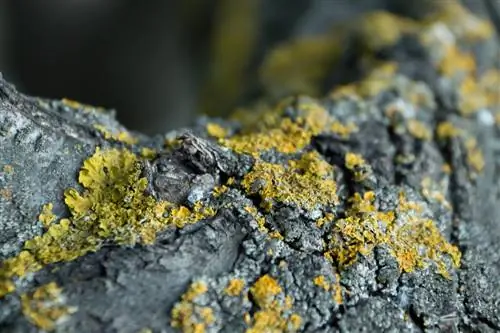 lichens-on-trees