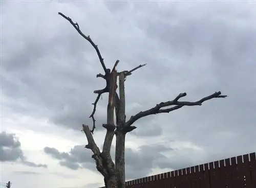 poda de la corona d'arbres