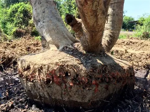 grote bomen verplanten