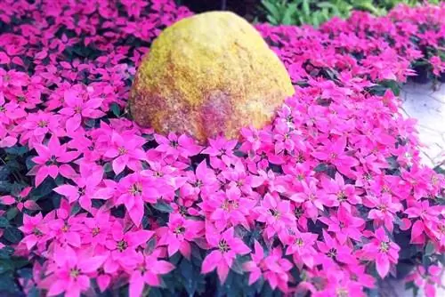 Bloemen voor stenen bedden: robuust, gemakkelijk te verzorgen en mooi