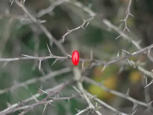 barberry thorns