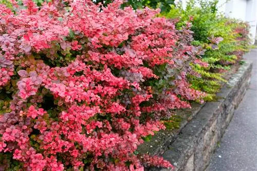 barberry-хедж-мөнх ногоон