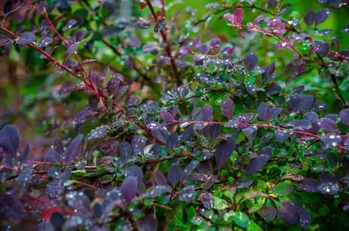 berberis sjukdomar