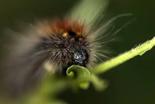 barberry caterpillars