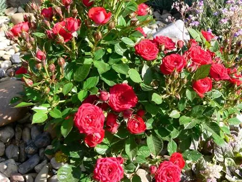 Die perfekte rose vir jou klipbedding: robuust en maklik om te versorg