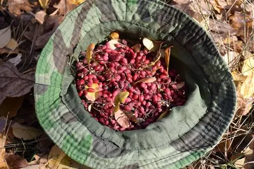 Kuvuna barberry: lini na jinsi ya kuifanya kwa usahihi?