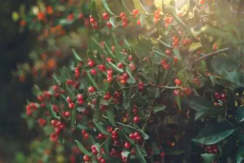 berberis profiel