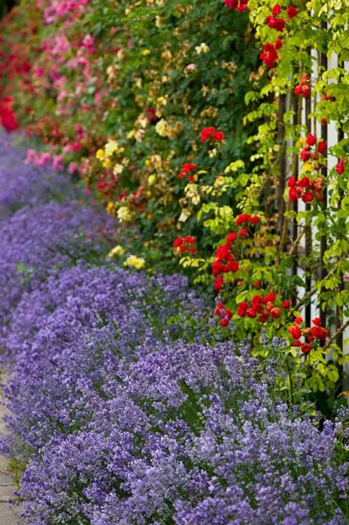 Bedrand met laventel: Dit is hoe dit in die tuin werk