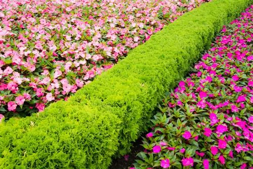 Bedranden zonder buxus: creatieve en groene ideeën