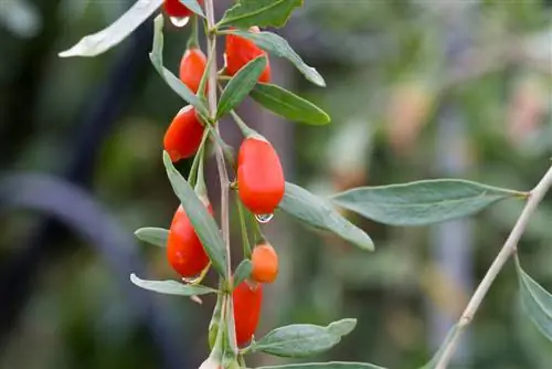 perawatan goji berry