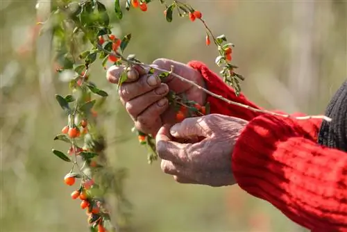 Goji berry harvesting