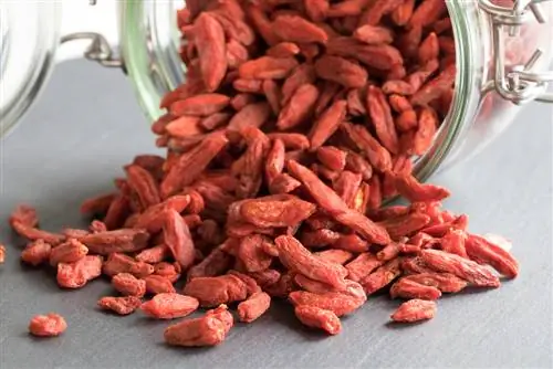 Processing goji berries