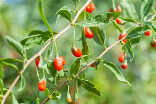 Goji berry diseases: How to protect your plant