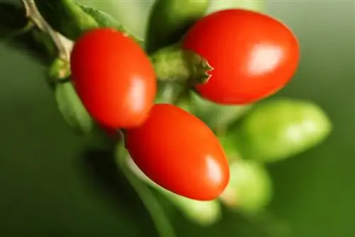 varietas goji berry