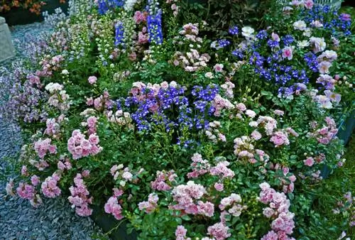 Plantas complementarias para macizos de rosas