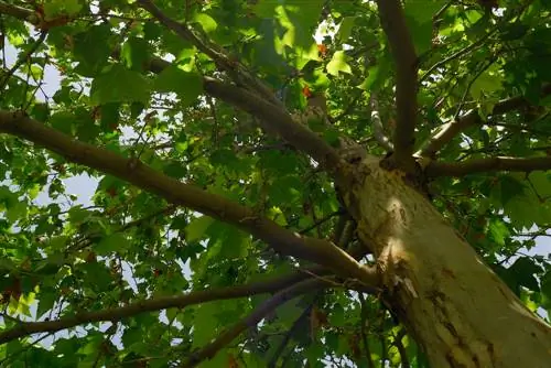 pokok berbentuk payung