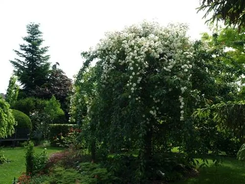 rambler roses for trees