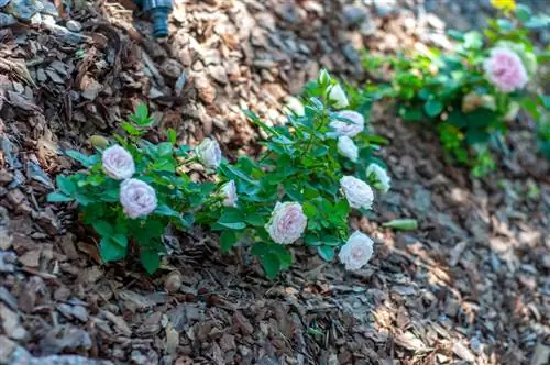 Rosebed og barkdekke: De beste alternativene