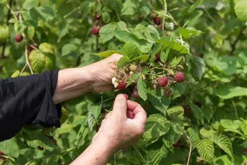 vrijeme berbe bobica